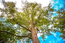 Trusted Glendale Heights, IL Tree Care Experts